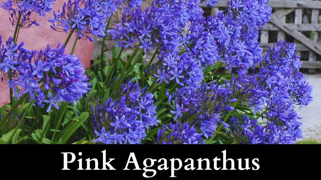 Pink Agapanthus is a garter snake repellent plant