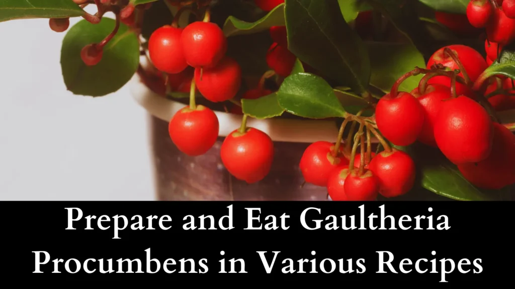 Prepare and Eat Gaultheria Procumbens in Various Recipes