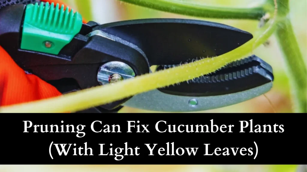 Pruning Can Fix Cucumber Plants (With Light Yellow Leaves)