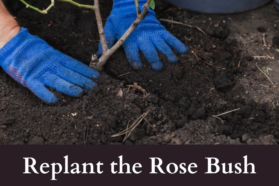 Replant the Rose Bush after digging it out