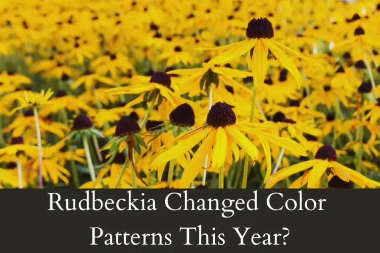 Rudbeckia Changed Color Patterns This Year