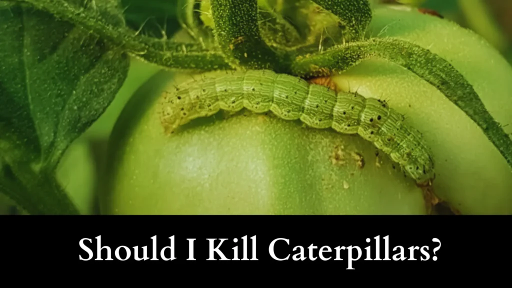 Should I Kill Caterpillars in My Tomato Garden