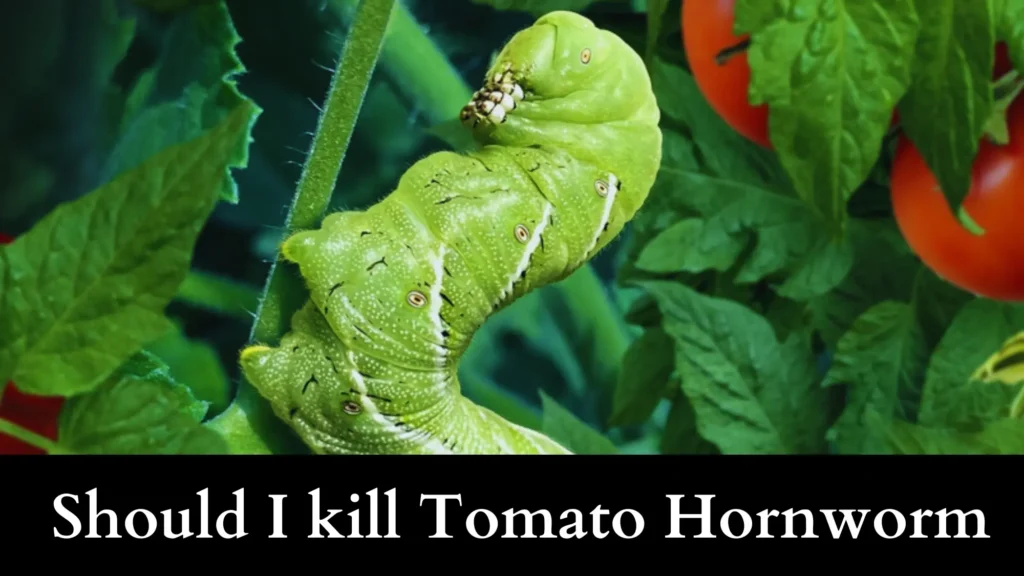 Should I kill Tomato Hornworm