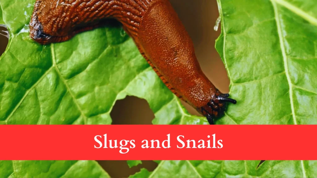 Slugs and Snails make Holes in Brussels Sprout Leaves