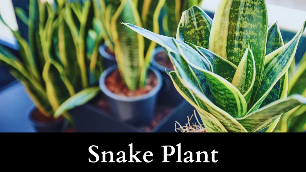 Snake Plant is a garter snake repellent plant