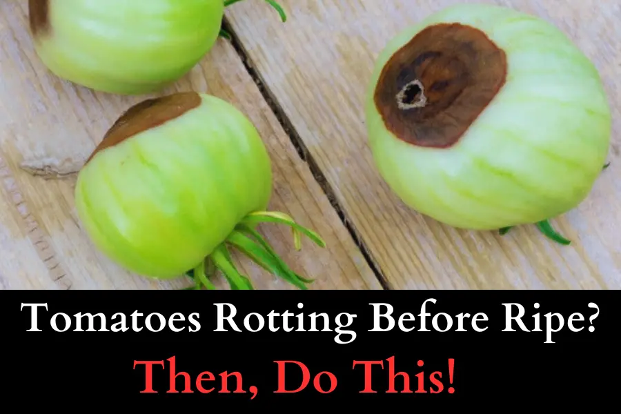 Tomatoes Rotting Before Ripe