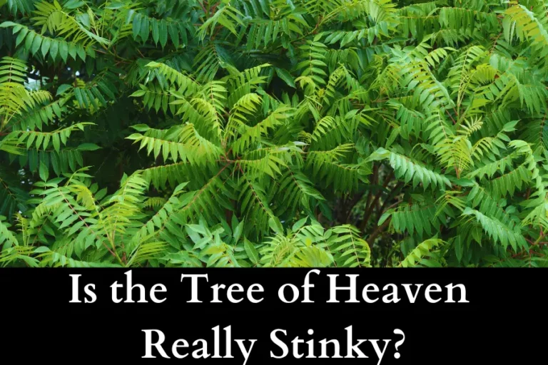 Tree of Heaven is not that stinky