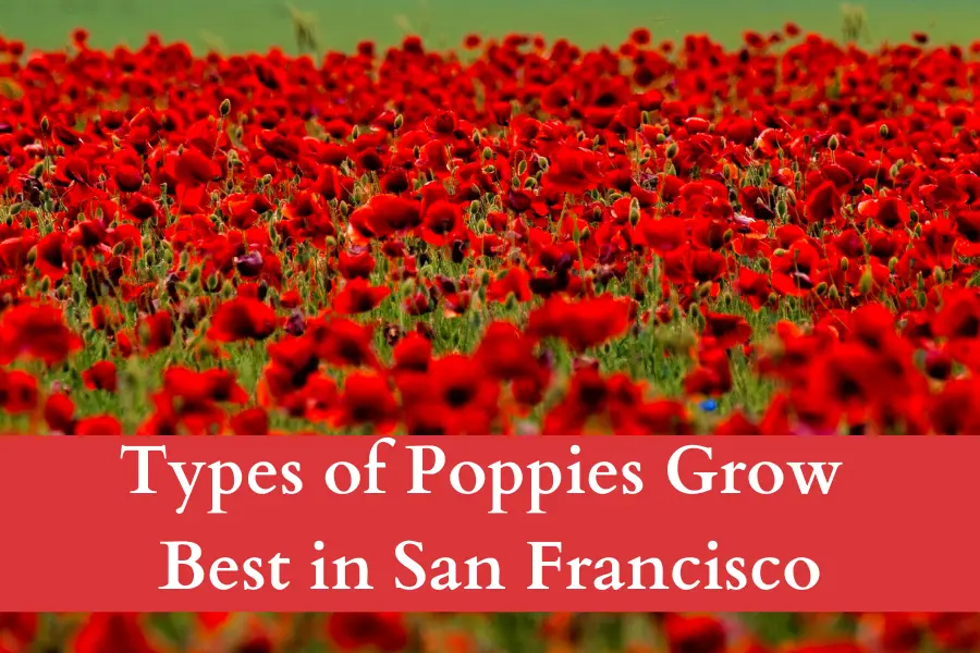 Types of Poppies Grow Best in San Francisco