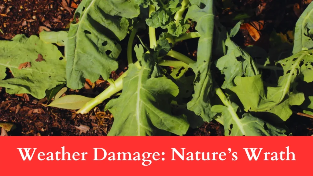 Weather Damage makes Holes in Brussels Sprout Leaves