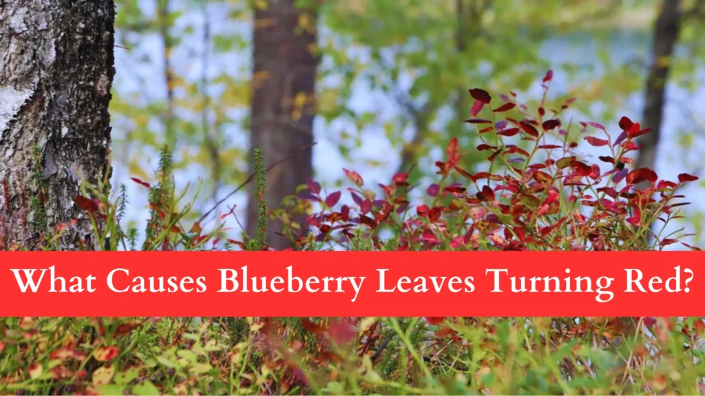 What Causes Blueberry Leaves Turning Red