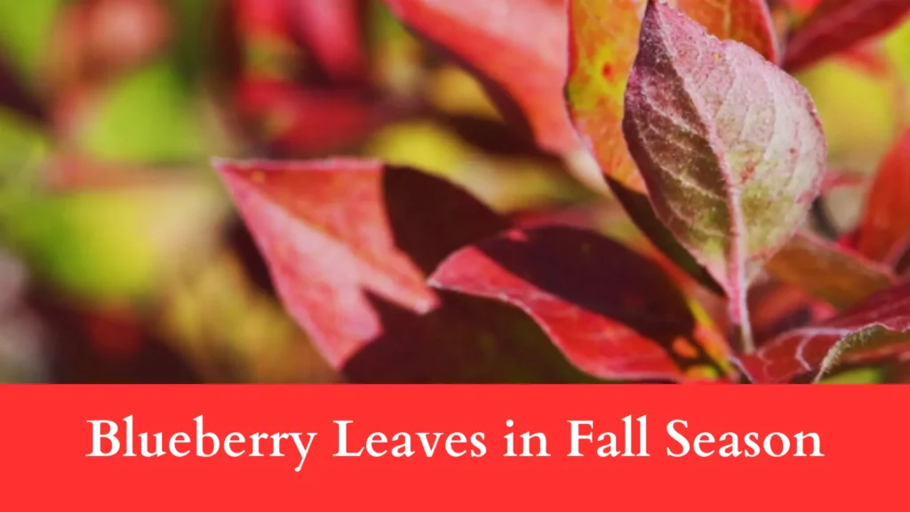 What Causes Blueberry Leaves Turning Red - autumn season is the answer