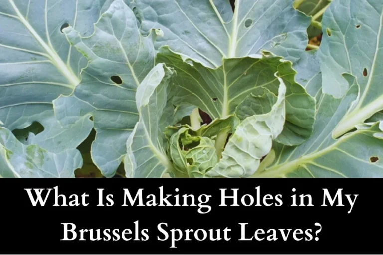 What Is Making Holes in My Brussels Sprout Leaves