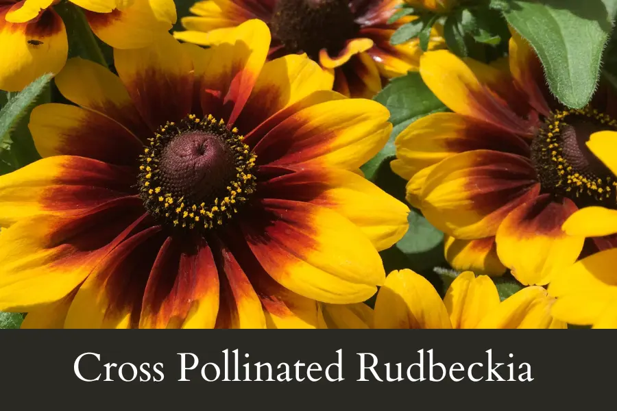 Why Did Rudbeckia Change Color Patterns This Year Cross-Pollination can be the reason