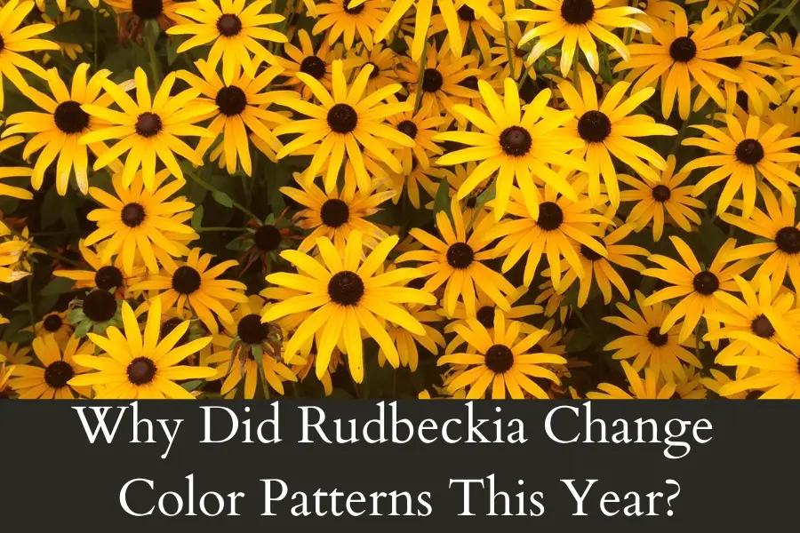 Why Did Rudbeckia Change Color Patterns This Year