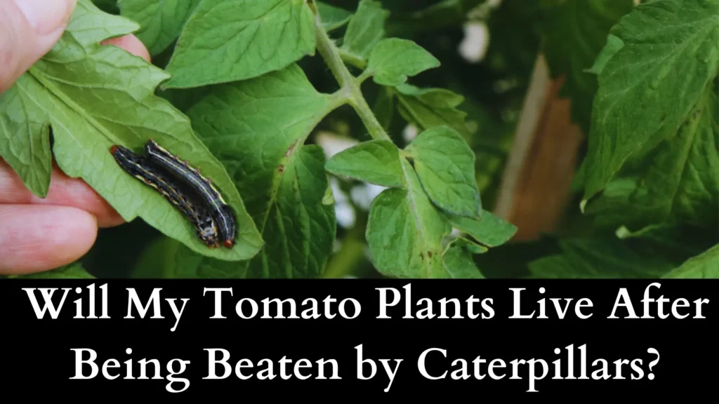 Will My Tomato Plants Live After Being Beaten by Caterpillars