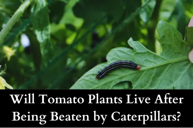 Will My Tomato Plants Live After Being Beaten by Caterpillars - answered