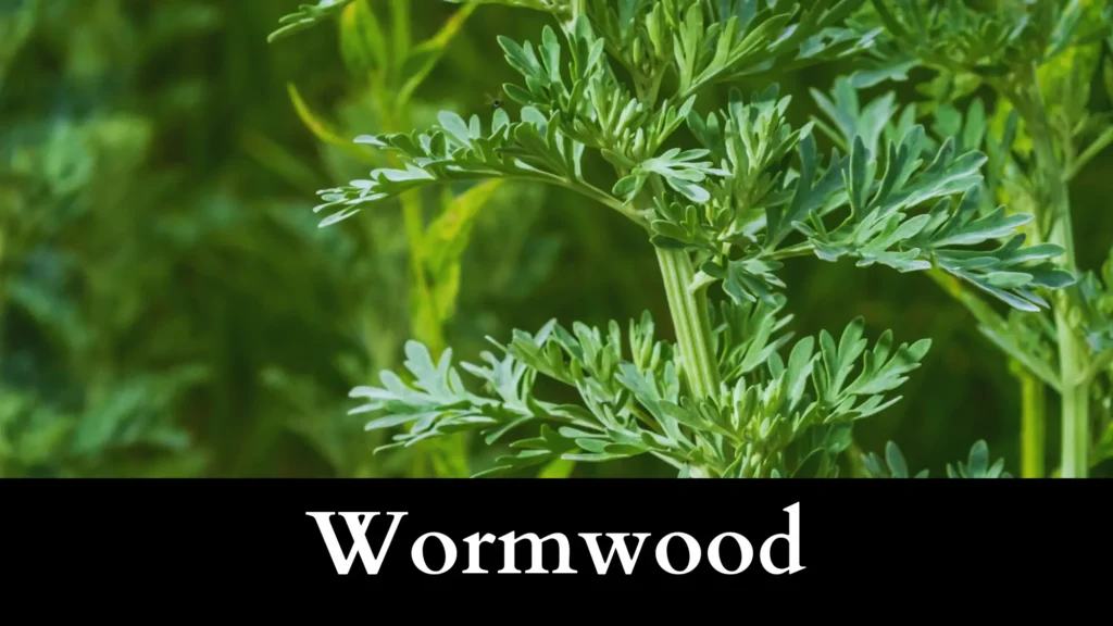 Wormwood is a garter snake repellent plant