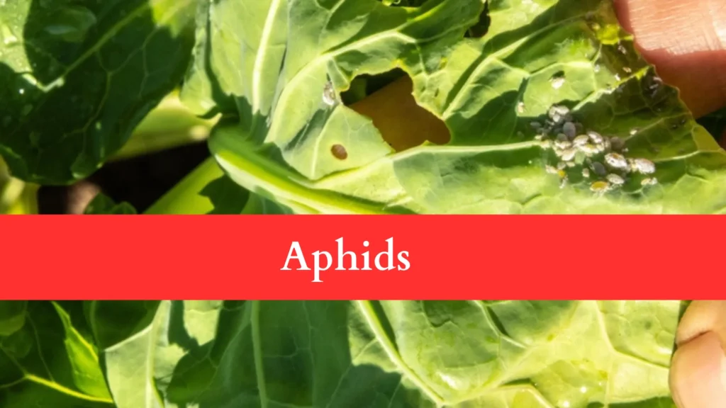 aphids make Holes in Brussels Sprout Leaves