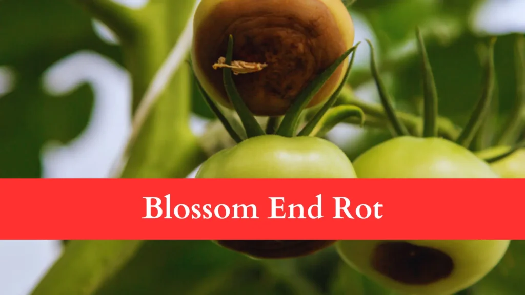 blossom end rot can be the reason Behind Tomatoes Rotting Before Ripening