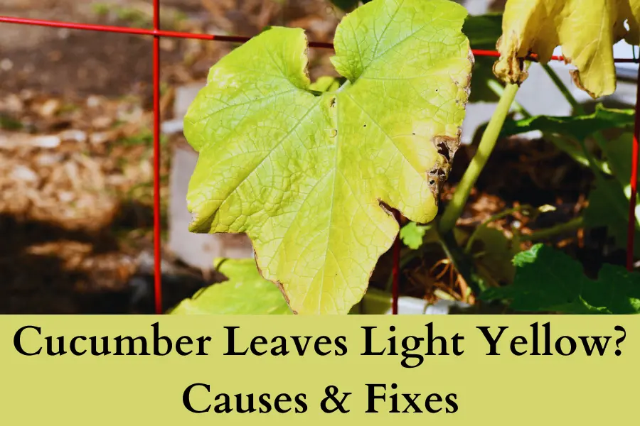 cucumber plants leaves light yellow