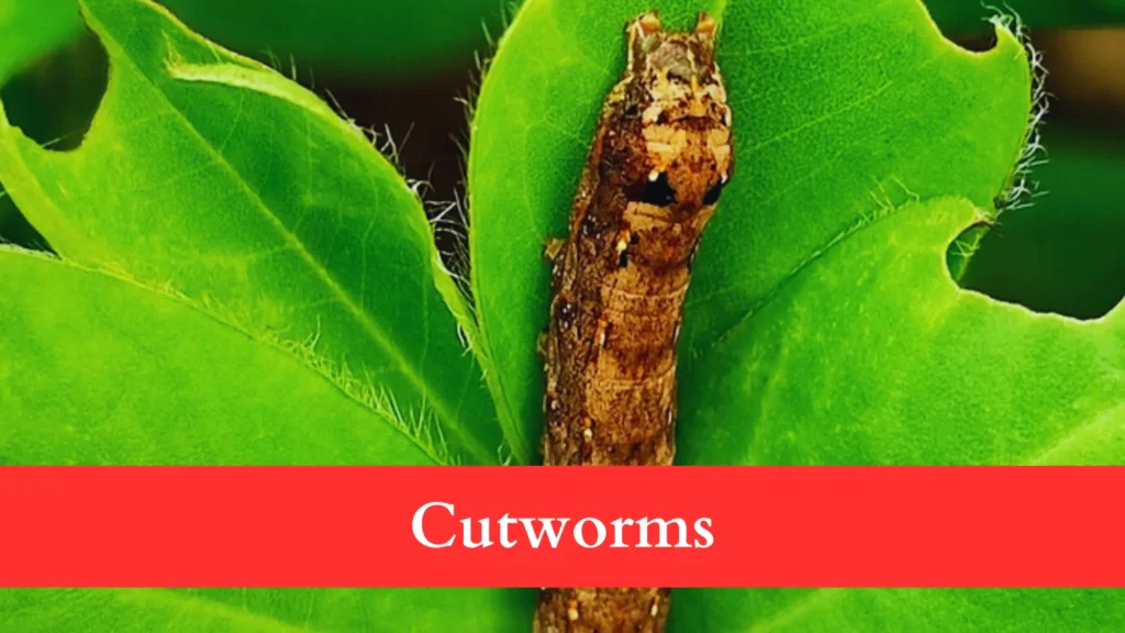 cutworms make Holes in Brussels Sprout Leaves