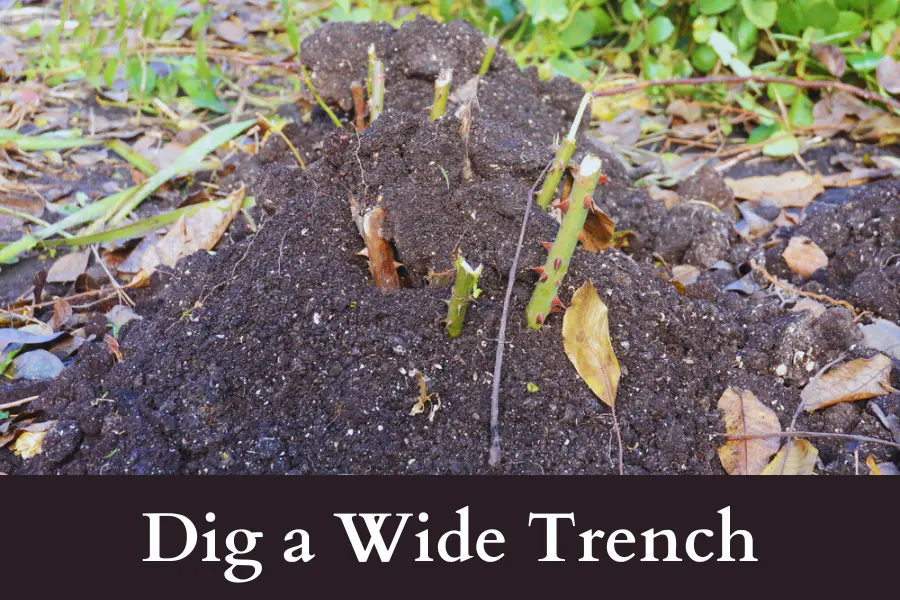 dig a trench to dig out rose bush