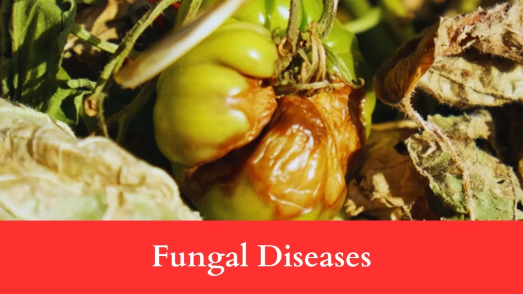 fungal disease can be the reason Behind Tomatoes Rotting Before Ripening