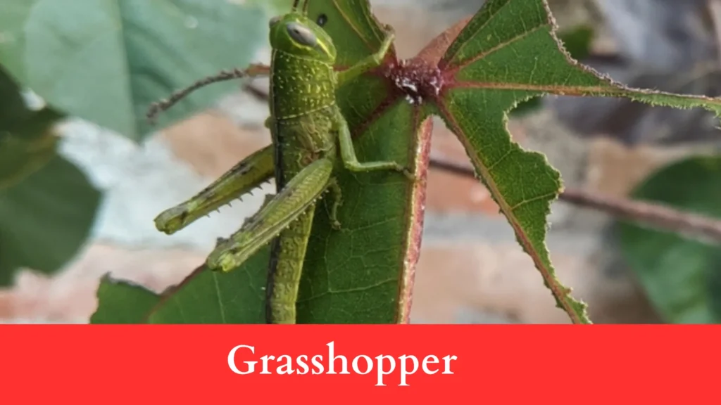 grasshoppers make Holes in Brussels Sprout Leaves