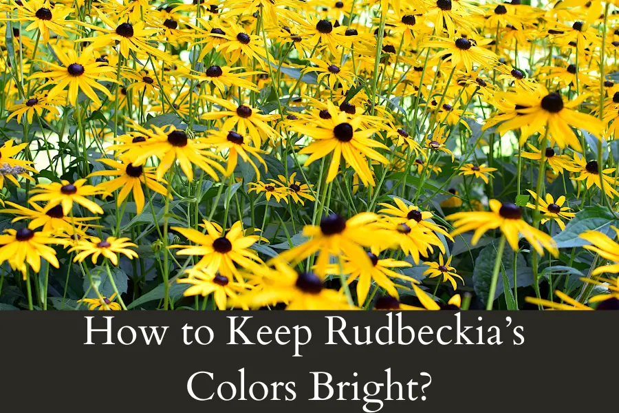 how to Keep My Rudbeckia’s Colors Bright