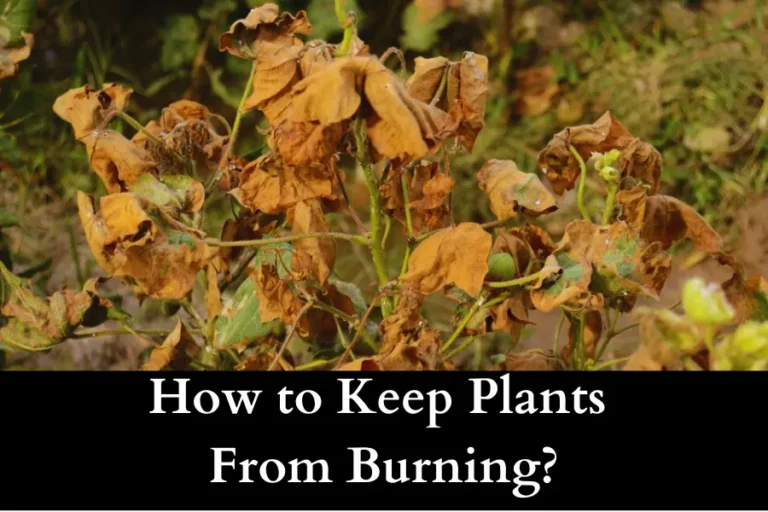 how to keep plants from burning