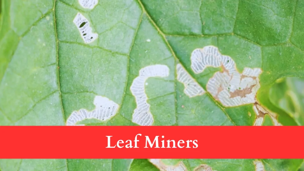 leaf miners make Holes in Brussels Sprout Leaves