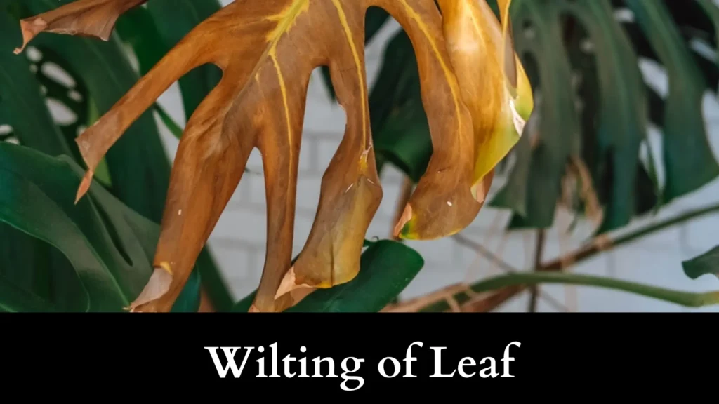 leaf wilting - another plant burning symptom