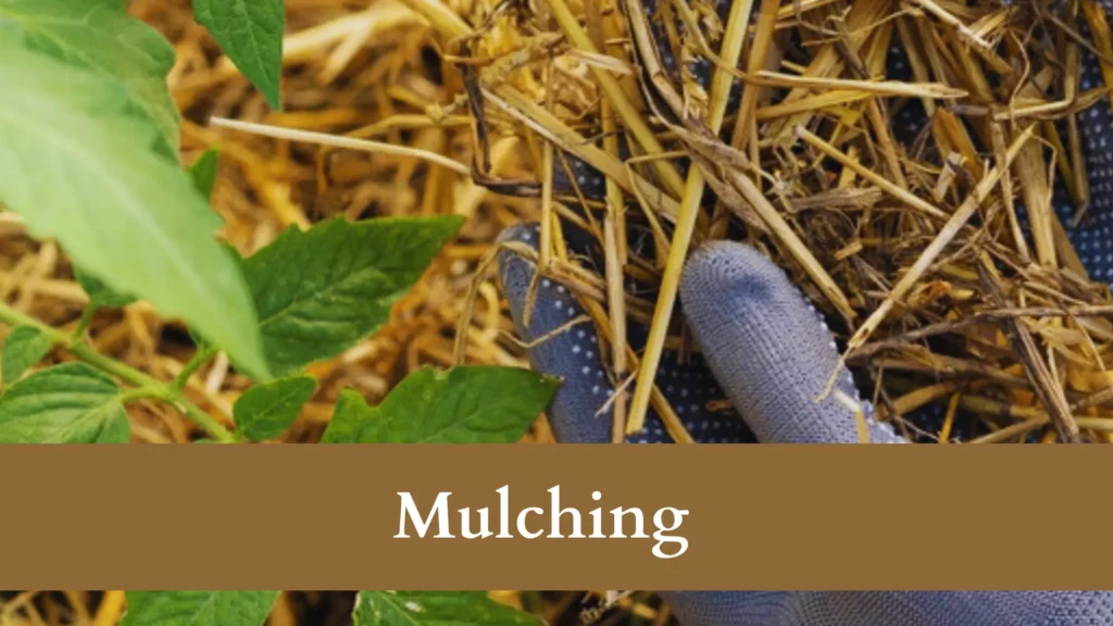 mulching can fix Tomatoes Rotting Before Ripening