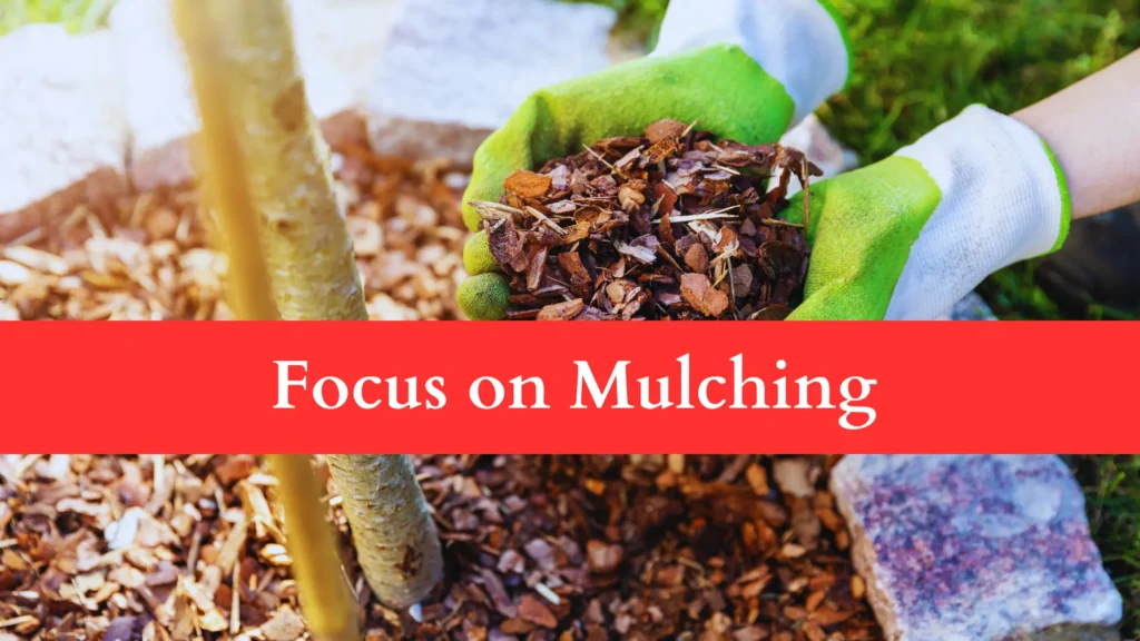 mulching protects plants from burning