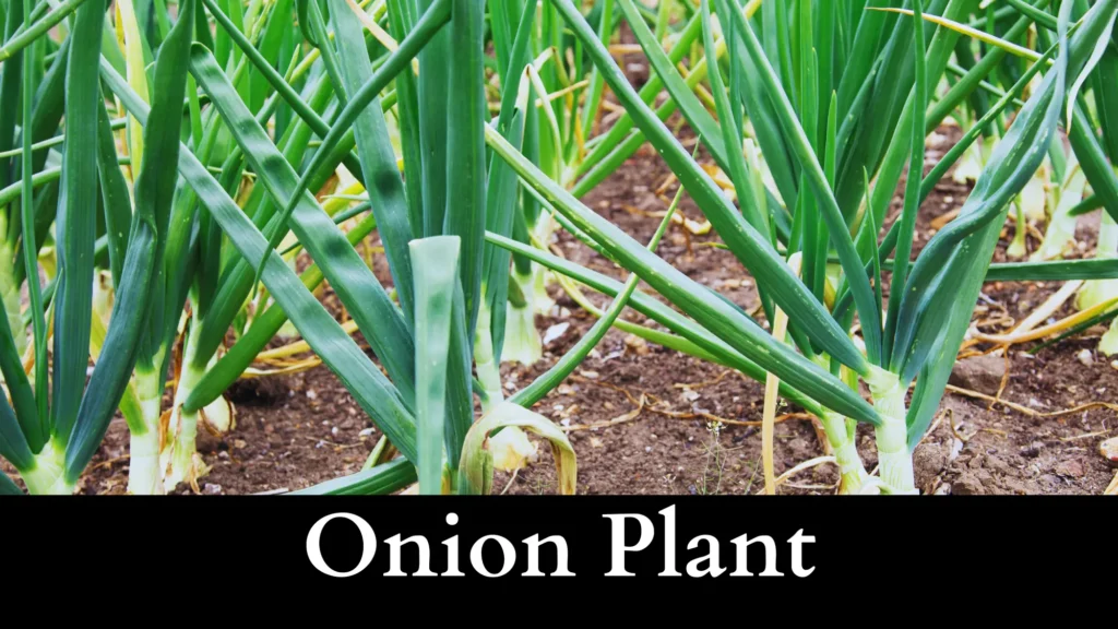 onion Plant is a garter snake repellent plant