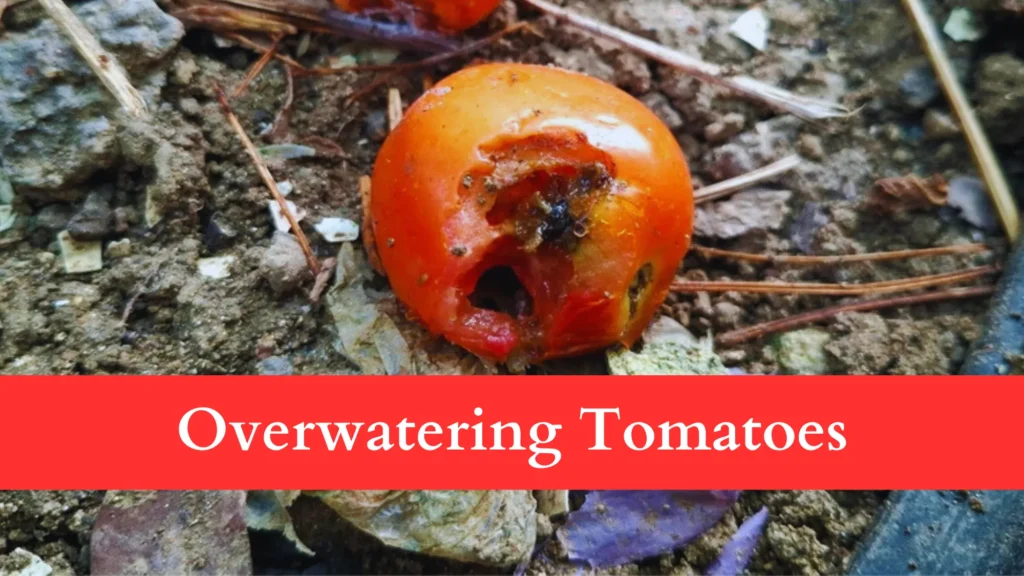 overwatering can be the reason Behind Tomatoes Rotting Before Ripening