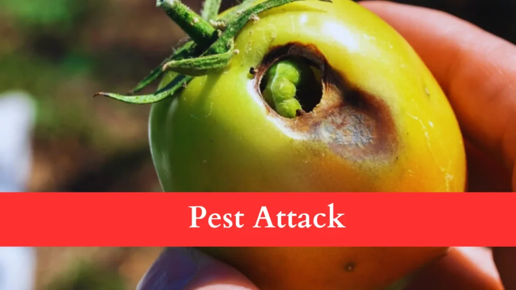 pests can be the reason Behind Tomatoes Rotting Before Ripening