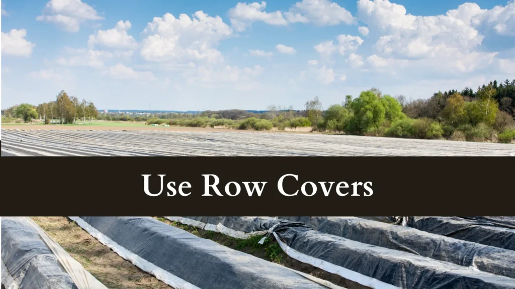 row cover protects plants from burning