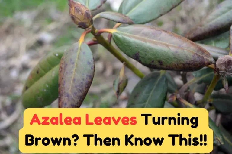 Azalea Leaves Turning Brown