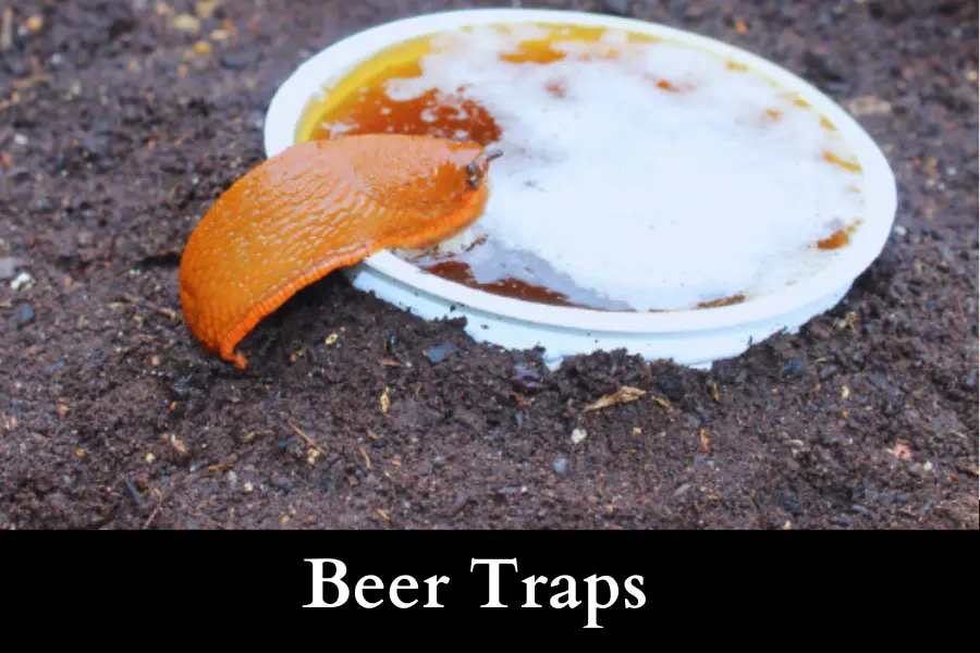 Beer Traps to Get Rid of Slugs on Your Cucumbers