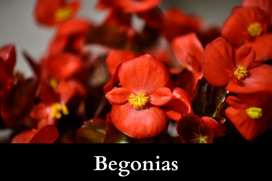 Begonias Grow Well with Ivy in a Pot