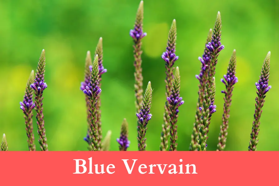 Blue Vervain Wildflowers cannot Grow in Rough Conditions