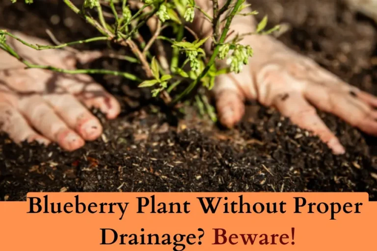 Blueberry Plant Without Proper Drainage