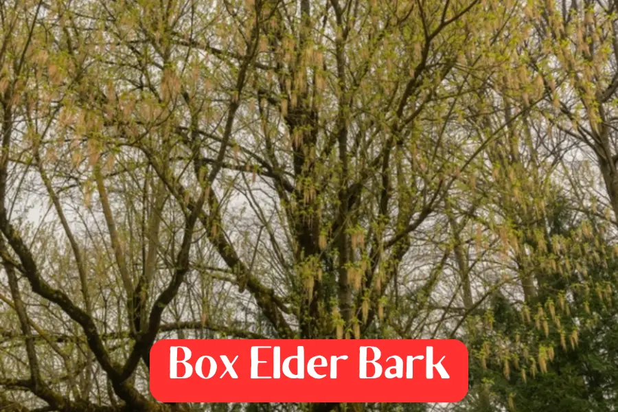 Box Elder bark is different than Poison Ivy