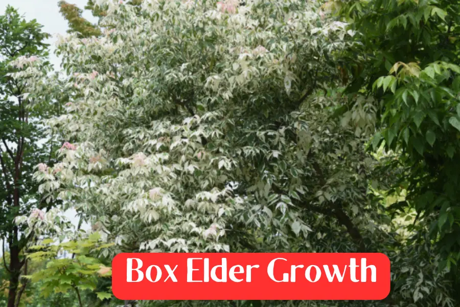 Box Elder growth is different than Poison Ivy