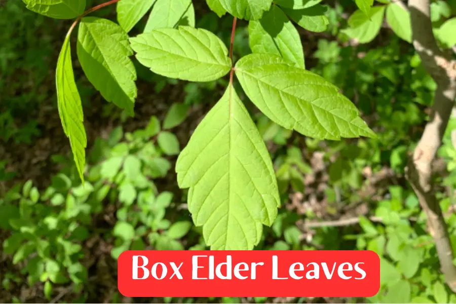 Box Elder leaves are different than Poison Ivy