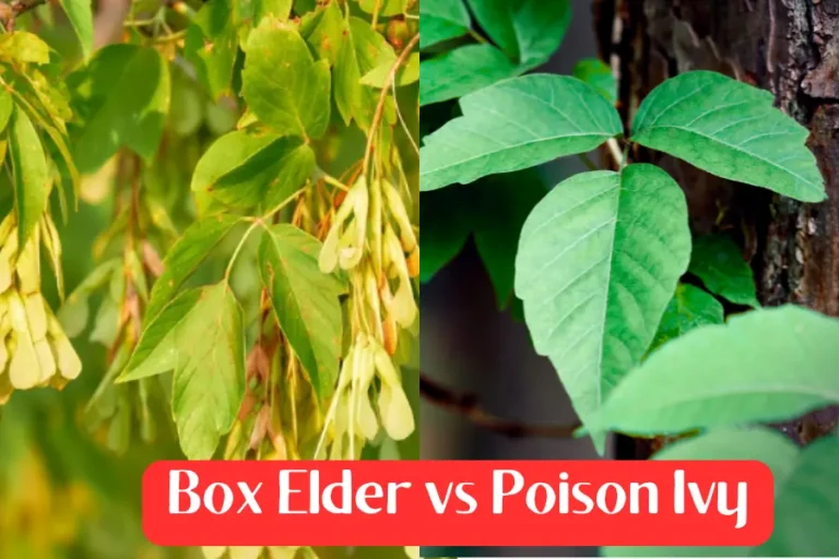 Box Elder vs Poison Ivy