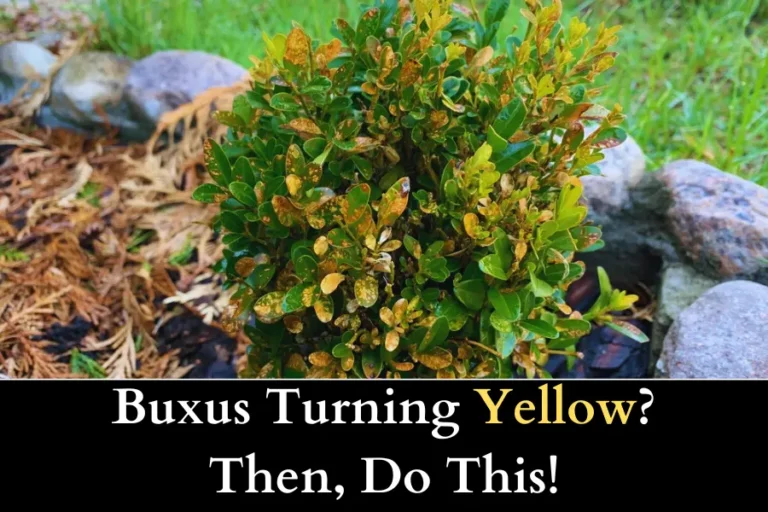 Buxus Turning Yellow