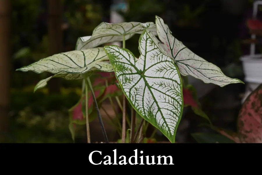 Caladiums Grow Well with Ivy in a Pot