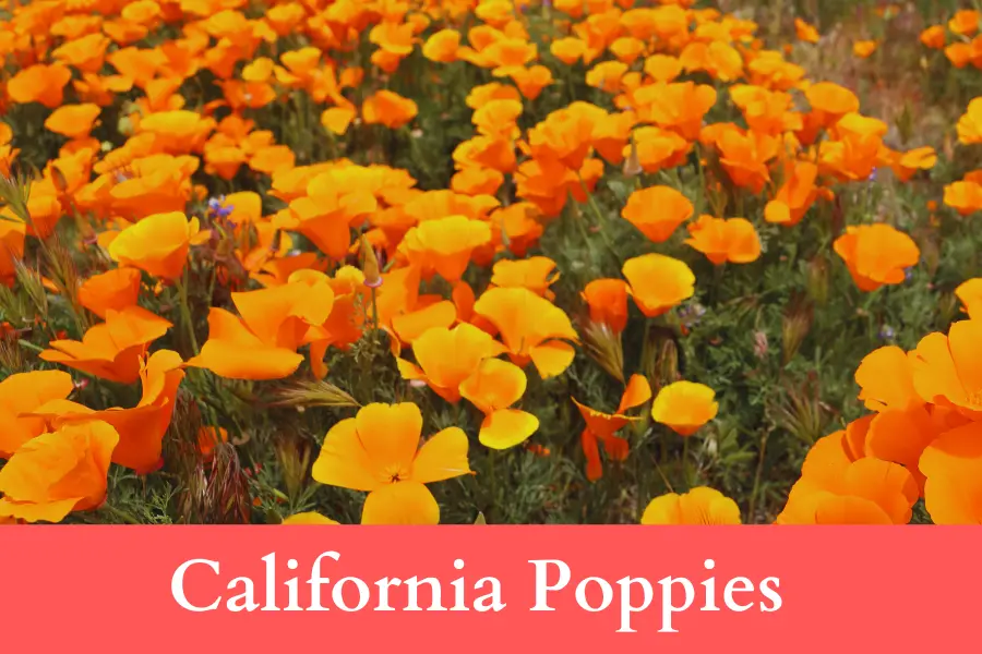 California Poppies Wildflowers can Grow in Rough Conditions